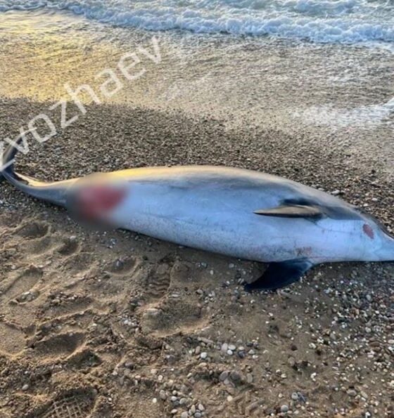 В Крыму погиб дельфин