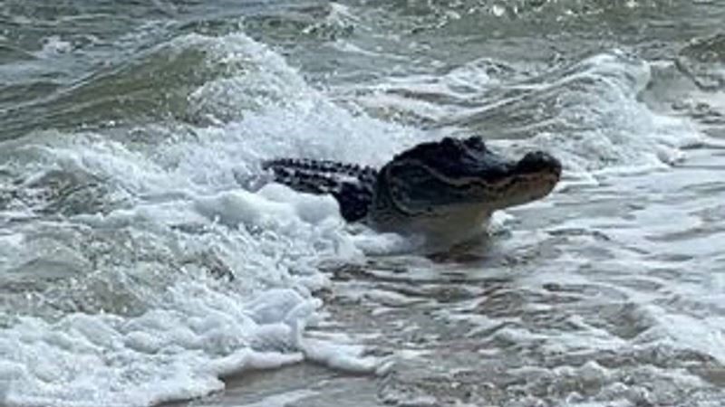 Туристы не ожидали увидеть огромного аллигатора на пляже