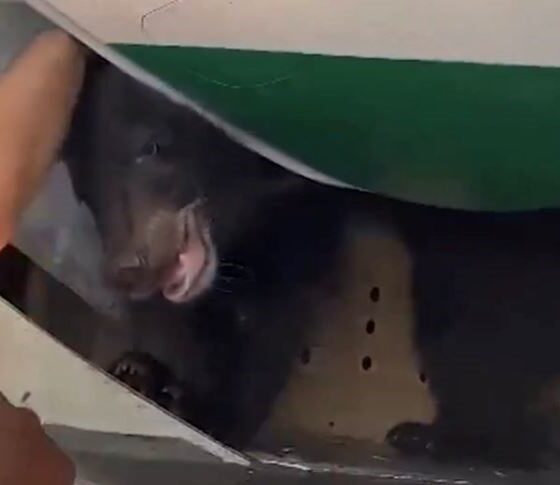 В Дубае отложили авиарейс из-за медведя в грузовом отсеке