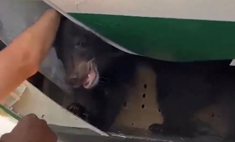 В Дубае отложили авиарейс из-за медведя в грузовом отсеке